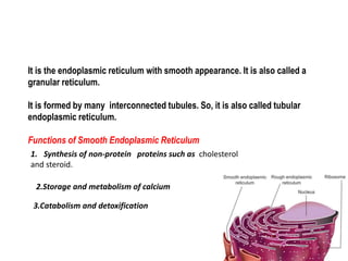 It is the endoplasmic reticulum with smooth appearance. It is also called a
granular reticulum.
It is formed by many interconnected tubules. So, it is also called tubular
endoplasmic reticulum.
Functions of Smooth Endoplasmic Reticulum
1. Synthesis of non-protein proteins such as cholesterol
and steroid.
2.Storage and metabolism of calcium
3.Catabolism and detoxification
 