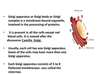 • Golgi apparatus or Golgi body or Golgi
complex is a membrane-bound organelle,
involved in the processing of proteins.
• It is present in all the cells except red
blood cells. It is named after the
discoverer Camillo Golgi.
• Usually, each cell has one Golgi apparatus.
Some of the cells may have more than one
Golgi apparatus.
• Each Golgi apparatus consists of 5 to 8
flattened membranous sacs called the
cisternae.
 