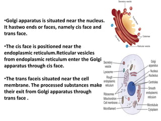 •Golgi apparatus is situated near the nucleus.
It hastwo ends or faces, namely cis face and
trans face.
•The cis face is positioned near the
endoplasmic reticulum.Reticular vesicles
from endoplasmic reticulum enter the Golgi
apparatus through cis face.
•The trans faceis situated near the cell
membrane. The processed substances make
their exit from Golgi apparatus through
trans face .
 