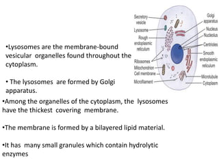 •Lysosomes are the membrane-bound
vesicular organelles found throughout the
cytoplasm.
• The lysosomes are formed by Golgi
apparatus.
•Among the organelles of the cytoplasm, the lysosomes
have the thickest covering membrane.
•The membrane is formed by a bilayered lipid material.
•It has many small granules which contain hydrolytic
enzymes
 