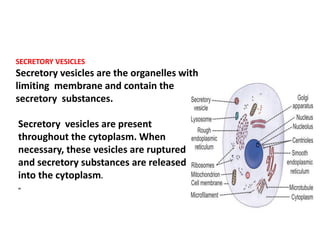 SECRETORY VESICLES
Secretory vesicles are the organelles with
limiting membrane and contain the
secretory substances.
Secretory vesicles are present
throughout the cytoplasm. When
necessary, these vesicles are ruptured
and secretory substances are released
into the cytoplasm.
„
 