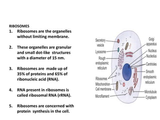 RIBOSOMES
1. Ribosomes are the organelles
without limiting membrane.
2. These organelles are granular
and small dot-like structures
with a diameter of 15 nm.
3. Ribosomes are made up of
35% of proteins and 65% of
ribonucleic acid (RNA).
4. RNA present in ribosomes is
called ribosomal RNA (rRNA).
5. Ribosomes are concerned with
protein synthesis in the cell.
 