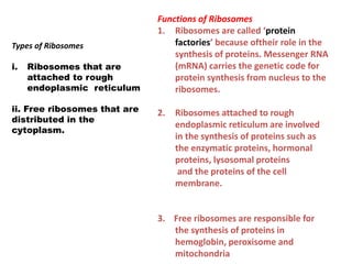 Types of Ribosomes
i. Ribosomes that are
attached to rough
endoplasmic reticulum
ii. Free ribosomes that are
distributed in the
cytoplasm.
Functions of Ribosomes
1. Ribosomes are called ‘protein
factories’ because oftheir role in the
synthesis of proteins. Messenger RNA
(mRNA) carries the genetic code for
protein synthesis from nucleus to the
ribosomes.
2. Ribosomes attached to rough
endoplasmic reticulum are involved
in the synthesis of proteins such as
the enzymatic proteins, hormonal
proteins, lysosomal proteins
and the proteins of the cell
membrane.
3. Free ribosomes are responsible for
the synthesis of proteins in
hemoglobin, peroxisome and
mitochondria
 