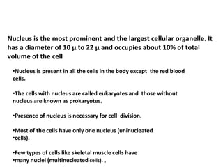 Nucleus is the most prominent and the largest cellular organelle. It
has a diameter of 10 μ to 22 μ and occupies about 10% of total
volume of the cell
•Nucleus is present in all the cells in the body except the red blood
cells.
•The cells with nucleus are called eukaryotes and those without
nucleus are known as prokaryotes.
•Presence of nucleus is necessary for cell division.
•Most of the cells have only one nucleus (uninucleated
•cells).
•Few types of cells like skeletal muscle cells have
•many nuclei (multinucleated cells). „
 