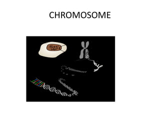 CHROMOSOME
 