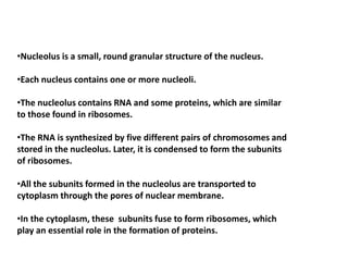 •Nucleolus is a small, round granular structure of the nucleus.
•Each nucleus contains one or more nucleoli.
•The nucleolus contains RNA and some proteins, which are similar
to those found in ribosomes.
•The RNA is synthesized by five different pairs of chromosomes and
stored in the nucleolus. Later, it is condensed to form the subunits
of ribosomes.
•All the subunits formed in the nucleolus are transported to
cytoplasm through the pores of nuclear membrane.
•In the cytoplasm, these subunits fuse to form ribosomes, which
play an essential role in the formation of proteins.
 