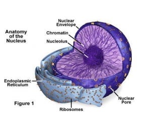 •Nucleolus is a small, round granular structure of the nucleus.
•Each nucleus contains one or more nucleoli.
•The nucleolus contains RNA and some proteins, which are similar
to those found in ribosomes.
•The RNA is synthesized by five different pairs of chromosomes and
stored in the nucleolus. Later, it is condensed to form the subunits
of ribosomes.
•All the subunits formed in the nucleolus are transported to
cytoplasm through the pores of nuclear membrane.
•In the cytoplasm, these subunits fuse to form ribosomes, which
play an essential role in the formation of proteins.
 
