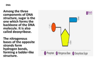 DNA
Among the three
components of DNA
structure, sugar is the
one which forms the
backbone of the DNA
molecule. It is also
called deoxyribose.
The nitrogenous
bases of the opposite
strands form
hydrogen bonds,
forming a ladder-like
structure.
 