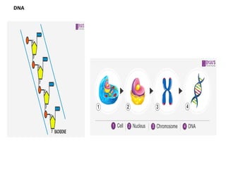 DNA
 