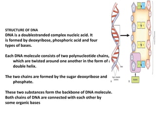 STRUCTURE OF DNA
DNA is a doublestranded complex nucleic acid. It
is formed by deoxyribose, phosphoric acid and four
types of bases.
Each DNA molecule consists of two polynucleotide chains,
which are twisted around one another in the form of a
double helix.
The two chains are formed by the sugar deoxyribose and
phosphate.
These two substances form the backbone of DNA molecule.
Both chains of DNA are connected with each other by
some organic bases
 