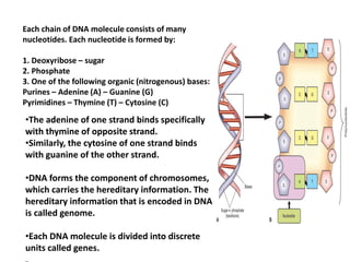 Each chain of DNA molecule consists of many
nucleotides. Each nucleotide is formed by:
1. Deoxyribose – sugar
2. Phosphate
3. One of the following organic (nitrogenous) bases:
Purines – Adenine (A) – Guanine (G)
Pyrimidines – Thymine (T) – Cytosine (C)
•The adenine of one strand binds specifically
with thymine of opposite strand.
•Similarly, the cytosine of one strand binds
with guanine of the other strand.
•DNA forms the component of chromosomes,
which carries the hereditary information. The
hereditary information that is encoded in DNA
is called genome.
•Each DNA molecule is divided into discrete
units called genes.
 