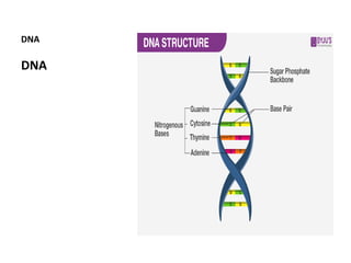 DNA
DNA
 
