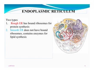 cell - Copy.pdf