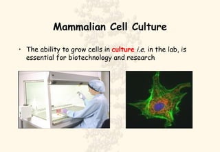 Mammalian Cell Culture ,[object Object]