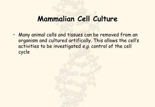 Mammalian Cell Culture Many animal cells and tissues can be removed from an organism and cultured artifically. This allows the cell’s activities to be investigated  e.g.  control of the cell cycle 