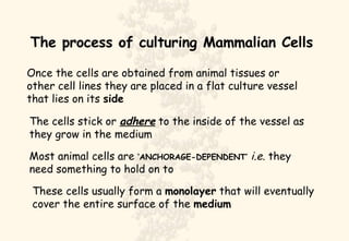 The process of culturing Mammalian Cells Once the cells are obtained from animal tissues or other cell lines they are placed in a flat culture vessel that lies on its  side The cells stick or  adhere  to the inside of the vessel as they grow in the medium Most animal cells are  ‘ANCHORAGE-DEPENDENT’   i.e.  they need something to hold on to These cells usually form a  monolayer  that will eventually cover the entire surface of the  medium 