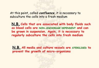 At this point, called  confluence , it is necessary to subculture the cells into a fresh medium N.B.   Cells that are associated with body fluids such as blood cells are  NON-ANCHORAGE DEPENDENT  and can be grown in suspension. Again, it is necessary to regularly subculture the cells into fresh medium N.B.   All media and culture vessels are  STERILISED  to prevent the growth of micro-organisms 