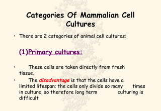 Categories Of Mammalian Cell Cultures There are 2 categories of animal cell cultures: (1) Primary cultures: These cells are taken directly from fresh  tissue. The  disadvantage  is that the cells have a  limited lifespan; the cells only divide so many  times in culture, so therefore long term  culturing is difficult 