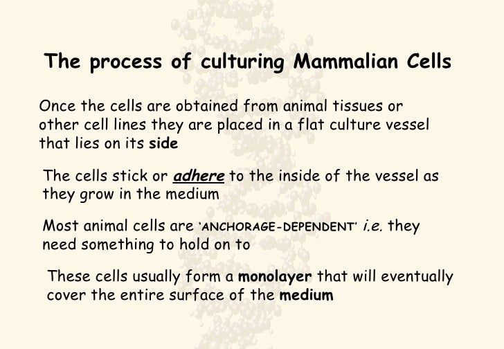 Cell Culture