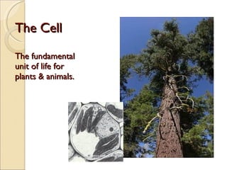 The Cell The fundamental unit of life for plants & animals. http://library.thinkquest.org/3564/gallery.html 