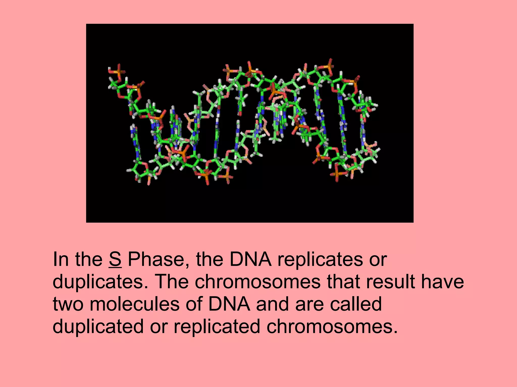 In the  S  Phase, the DNA replicates or duplicates. The chromosomes that result have two molecules of DNA and are called duplicated or replicated chromosomes.  