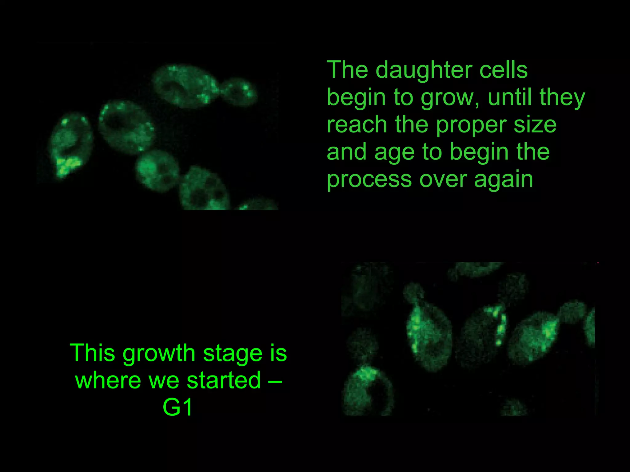 The daughter cells begin to grow, until they reach the proper size and age to begin the process over again This growth stage is where we started – G1 