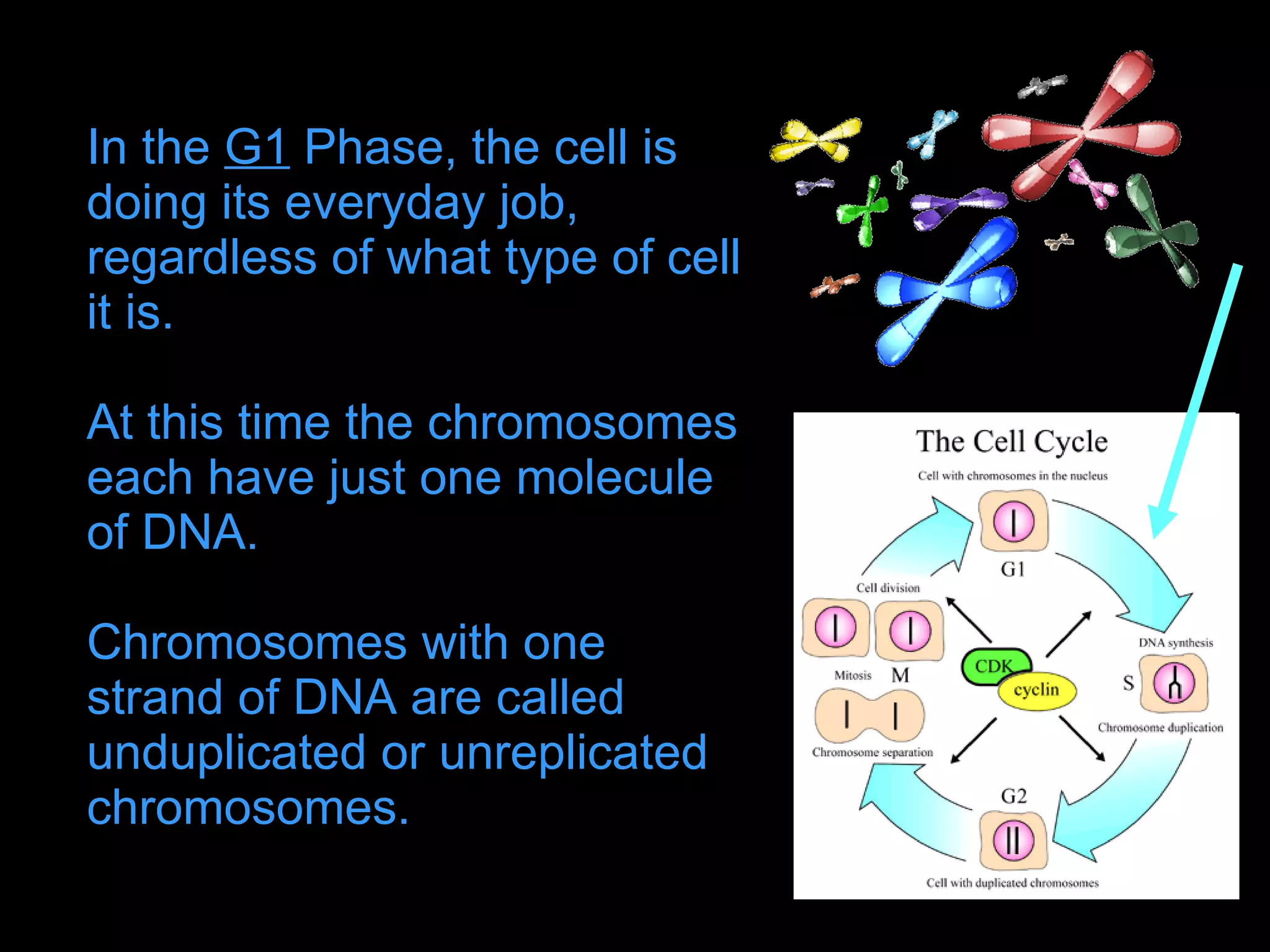 In the  G1  Phase, the cell is doing its everyday job, regardless of what type of cell it is. At this time the chromosomes each have just one molecule of DNA.  Chromosomes with one strand of DNA are called unduplicated or unreplicated chromosomes. 