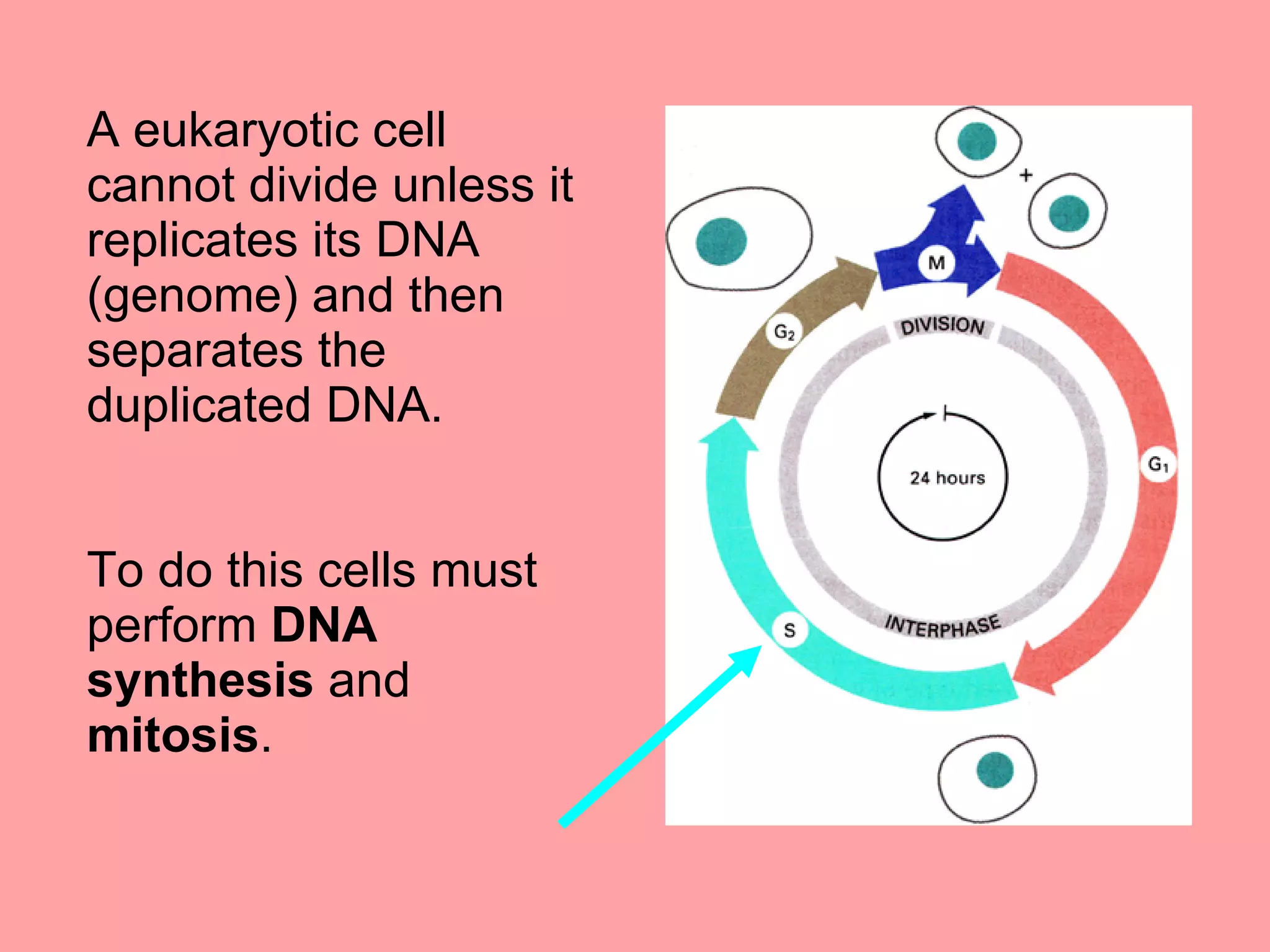 A eukaryotic cell cannot divide unless it replicates its DNA (genome) and then separates the duplicated DNA.  To do this cells must perform  DNA synthesis  and  mitosis . 