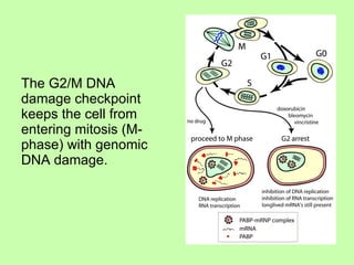 The G2/M DNA damage checkpoint keeps the cell from entering mitosis (M-phase) with genomic DNA damage.  