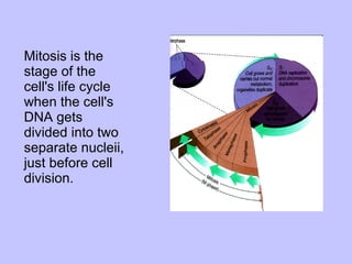 Mitosis is the stage of the cell's life cycle when the cell's DNA gets divided into two separate nucleii, just before cell division.  