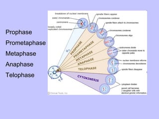Prophase Prometaphase Metaphase Anaphase Telophase 
