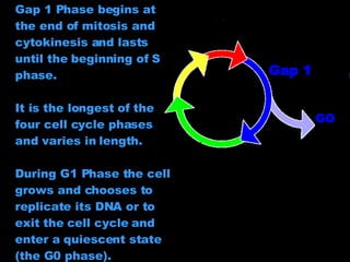 Gap 1 Phase begins at the end of mitosis and cytokinesis and lasts until the beginning of S phase. It is the longest of the four cell cycle phases and varies in length.  During G1 Phase the cell grows and chooses to replicate its DNA or to exit the cell cycle and enter a quiescent state (the G0 phase).  GO Gap 1 