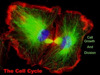 The Cell Cycle Cell Growth  And Division 