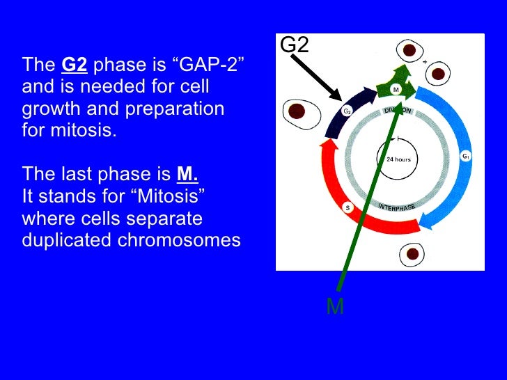 The Cell Cycle parts of dna diagram 