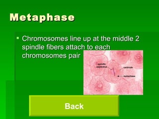 Metaphase Chromosomes line up at the middle 2 spindle fibers attach to each chromosomes pair  Back 