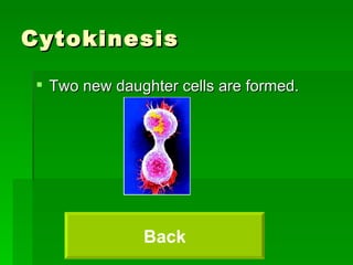 Cytokinesis Two new daughter cells are formed. Back 
