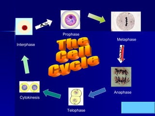 Interphase Prophase Cytokinesis Telophase Anaphase Metaphase The Cell Cycle 