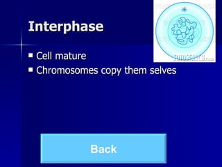 Interphase Cell mature Chromosomes copy them selves  Back 
