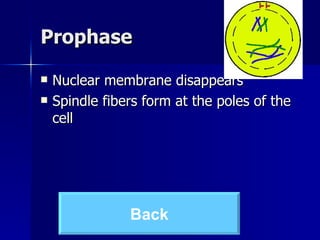 Prophase Nuclear membrane disappears  Spindle fibers form at the poles of the cell Back 