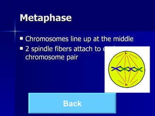 Metaphase Chromosomes line up at the middle 2 spindle fibers attach to each chromosome pair Back 