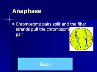 Anaphase Chromosome pairs split and the fiber strands pull the chromosomes to each pair  Back 