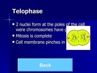 Telophase 2 nuclei form at the poles of the cell were chromosomes have gathered  Mitosis is complete Cell membrane pinches in Back 