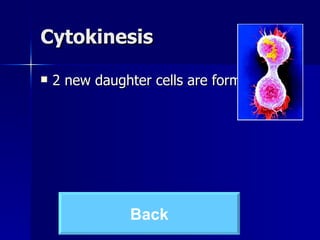 Cytokinesis 2 new daughter cells are formed Back 