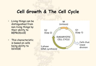 Cell Growth & The Cell Cycle ,[object Object],[object Object]
