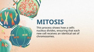 MITOSIS
This process shows how a cell’s
nucleus divides, ensuring that each
new cell receives an identical set of
chromosomes.
 