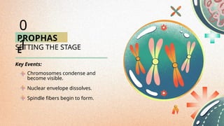 PROPHAS
E
SETTING THE STAGE
Chromosomes condense and
become visible.
Nuclear envelope dissolves.
Spindle fibers begin to form.
0
1
Key Events:
 