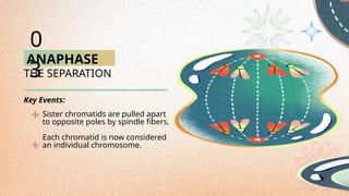 ANAPHASE
THE SEPARATION
Sister chromatids are pulled apart
to opposite poles by spindle fibers.
Each chromatid is now considered
an individual chromosome.
0
3
Key Events:
 