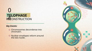 TELOPHASE
RECONSTRUCTION
Chromosomes decondense into
chromatin.
Nuclear envelopes reform around
the two nuclei.
0
4
Key Events:
 