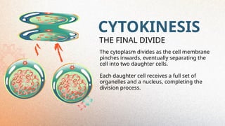 CYTOKINESIS
The cytoplasm divides as the cell membrane
pinches inwards, eventually separating the
cell into two daughter cells.
Each daughter cell receives a full set of
organelles and a nucleus, completing the
division process.
THE FINAL DIVIDE
 