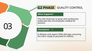 G2 PHASE QUALITY CONTROL
The cell continues to grow and synthesizes
molecules like microtubules needed for
division.
It detects and repairs DNA damage, ensuring
the cell is ready to proceed to mitosis.
03 Checkpoint
What happens?
 